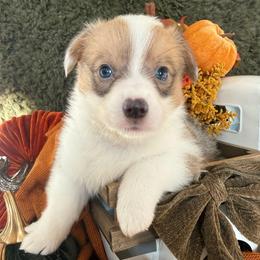 Maple - Blue female Pembroke Welsh Corgi puppy in Paxton, Illinois from McGovern Family Corgis
