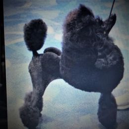 Zsa Zsa  - Poodle