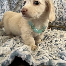 Dachshund and French Bulldog Puppies from Scarlet Sons Frenchies