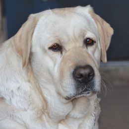 Minnie - Labrador Retriever