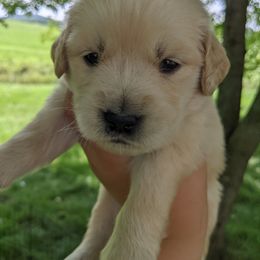 Girl 4 - Golden Golden Retriever puppy in Indiana County, Pennsylvania from Liberty's Legacy Goldens