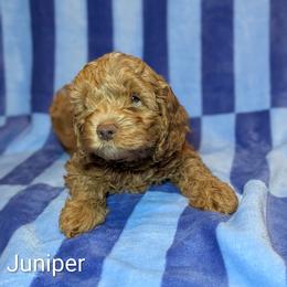 Juniper - Buff male Cockapoo puppy in Sunset, Louisiana from Cano Cockapoos