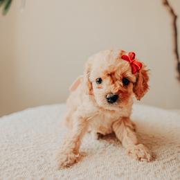 Light Pink - Apricot female Cavapoo puppy in Mckinney, Texas from Doodles of North Tx