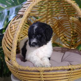 Rudolph - Black and white male Aussiedoodle puppy in Pomona, California from Socal Aussiedoodles