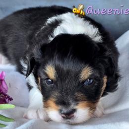 Queenie - Black tri female Toy Australian Shepherd puppy in Powell Butte, Oregon from Willow Lane Ranch