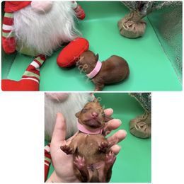 Light Pink - Red female Dachshund puppy in Brandon, Mississippi from A & N Kennels