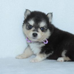 Mystery - Black and white male Pomsky puppy in Clarkston, Utah from Red Rock Ranch Breeders