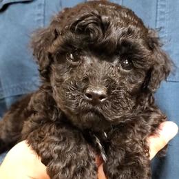 Cash - Toy Poodle Raised in Home - Black male Poodle puppy in Falcon, Missouri from Cedar House Heritage Poodles | AKC Toy & Miniature Poodle Puppies Raised in Home