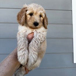 Goldendoodle Puppies from Peach Blossom Pups