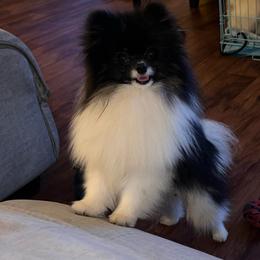 Dice - Black and tan parti male Pomeranian puppy in Stanton, California from Pure hearts