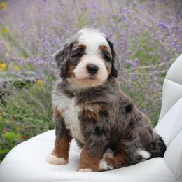 Diamond - Blue merle female Bernedoodle puppy in Eagle Mountain, Utah from Fur Real Puppies.