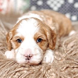 Summit - Caramel male Australian Labradoodle puppy in Decatur, Alabama from Southern Meadows Doodles
