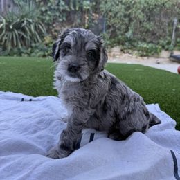 Girl 4 - female Australian Mountain Doodle puppy in Fullerton, California from Emerald Creek Doodles