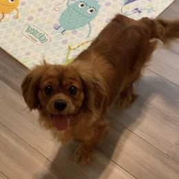 Tiggy - Cavalier King Charles Spaniel