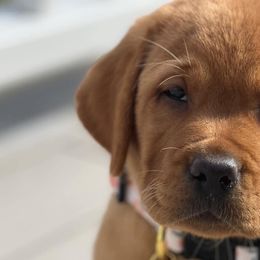 Labrador Retrievers from Ware the Labs Are