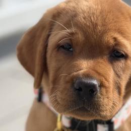 Labrador Retrievers from Ware the Labs Are