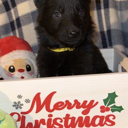 Yellow - Black female German Shepherd puppy in Columbus, Georgia from Blue Phoenix Shepherds