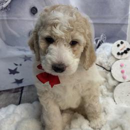 Bernedoodle, Poodle, and Sheepadoodle Puppies from TLC by the Lake Standard Poodle and Doodles