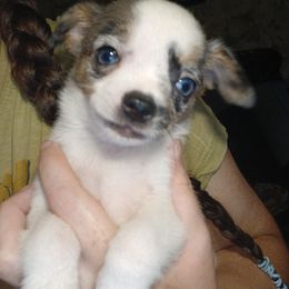 Merle - Merle male Chihuahua puppy in Federalsburg, Maryland from Mobley Chihuahuas