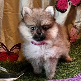 Pomeranian and Pomsky Puppies from Stonehill Breeders