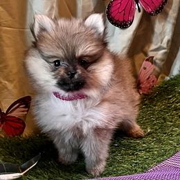Pomeranian and Pomsky Puppies from Stonehill Breeders