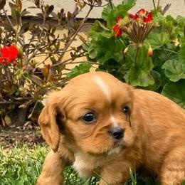 Cavalier King Charles Spaniels from Oak Haven Cavaliers