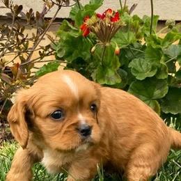 Cavalier King Charles Spaniels from Oak Haven Cavaliers