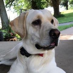 Ellie - Labrador Retriever