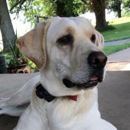 Ellie - Labrador Retriever