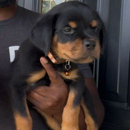 Orange collar boy - Black and mahogany male Rottweiler puppy in Beebe, Arkansas from Rottweilers Vom Haus Forte