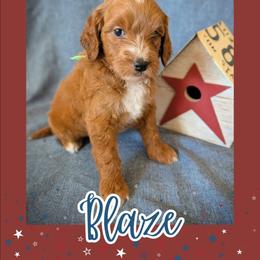 Blaze - Red  male Goldendoodle puppy in Coarsegold, California from Hobbit Hollow Acres