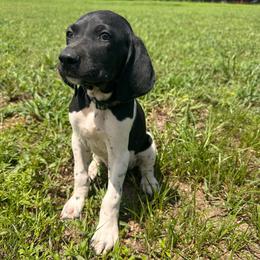 Black - Black and white male German Shorthaired Pointer puppy in Newton Grove, North Carolina from Wayalife Labradors & Gsp’s