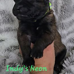 Indy's Neon - Mahogany male Belgian Malinois puppy in Berry, Alabama from North River k9