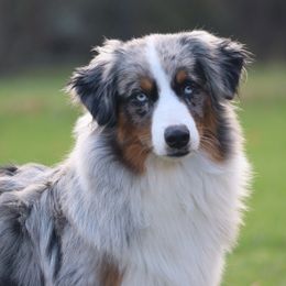 Sonny - Blue merle male Miniature American Shepherd puppy in Tiskilwa, Illinois from First Harmony Farms