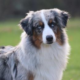 Sonny - Blue merle male Miniature American Shepherd puppy in Tiskilwa, Illinois from First Harmony Farms