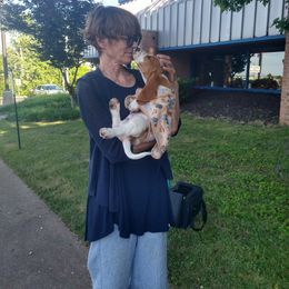 Basset Hound Puppies from Redbud Ranch Basset Hounds