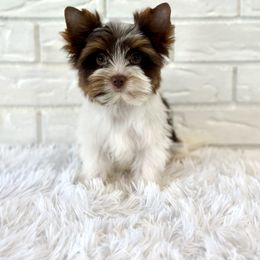 Milo - Chocolate tan and white male Biewer Terrier puppy in Greenwood, South Carolina from Sweet Southern Puppies