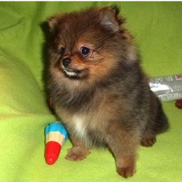 Lex - Wolf sable male Pomeranian puppy in Jefferson City, Missouri from MJ’s Pomeranians
