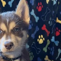 Siberian Huskies from Sherman's Siberian Husky Palace