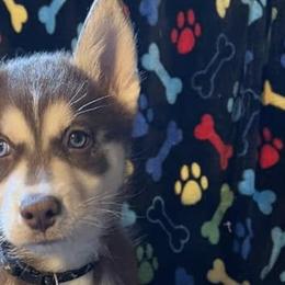 Siberian Huskies from Sherman's Siberian Husky Palace