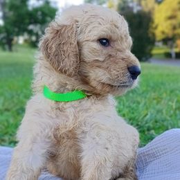 Goldendoodle Puppies from Alicia Re