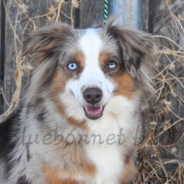 Miniature American Shepherds, Miniature Australian Shepherds, Pembroke Welsh Corgis, and Toy Australian Shepherds from Texas Bluebonnet Herders