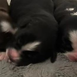 Australian Shepherds and Miniature Australian Shepherds from Parnell Aussies