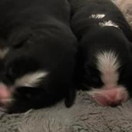 Australian Shepherds and Miniature Australian Shepherds from Parnell Aussies