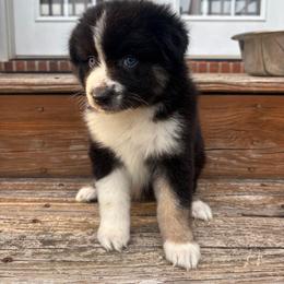 Tootsie - Black tri-color female Australian Shepherd puppy in Denton, North Carolina from Double R Farm Aussies