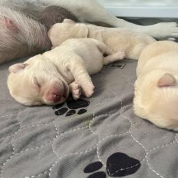Green Collar - Cedar - Yellow male Labrador Retriever puppy in Lowell, Arkansas from Riverbourne Labradors