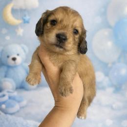 Sunny - Cream male Dachshund puppy in Fredericksburg, Indiana from Blue River Mini Dachshunds