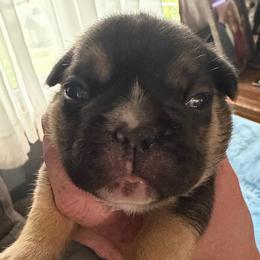 Stella - Tricolors female French Bulldog puppy in Franklin, Pennsylvania from Falco’s Frenchies