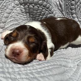 Laredo - Piebald male Dachshund puppy in Dobson, North Carolina from Oakleys Dachshund Haven