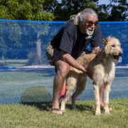 Lurchers and Salukis from Ashir Kennels